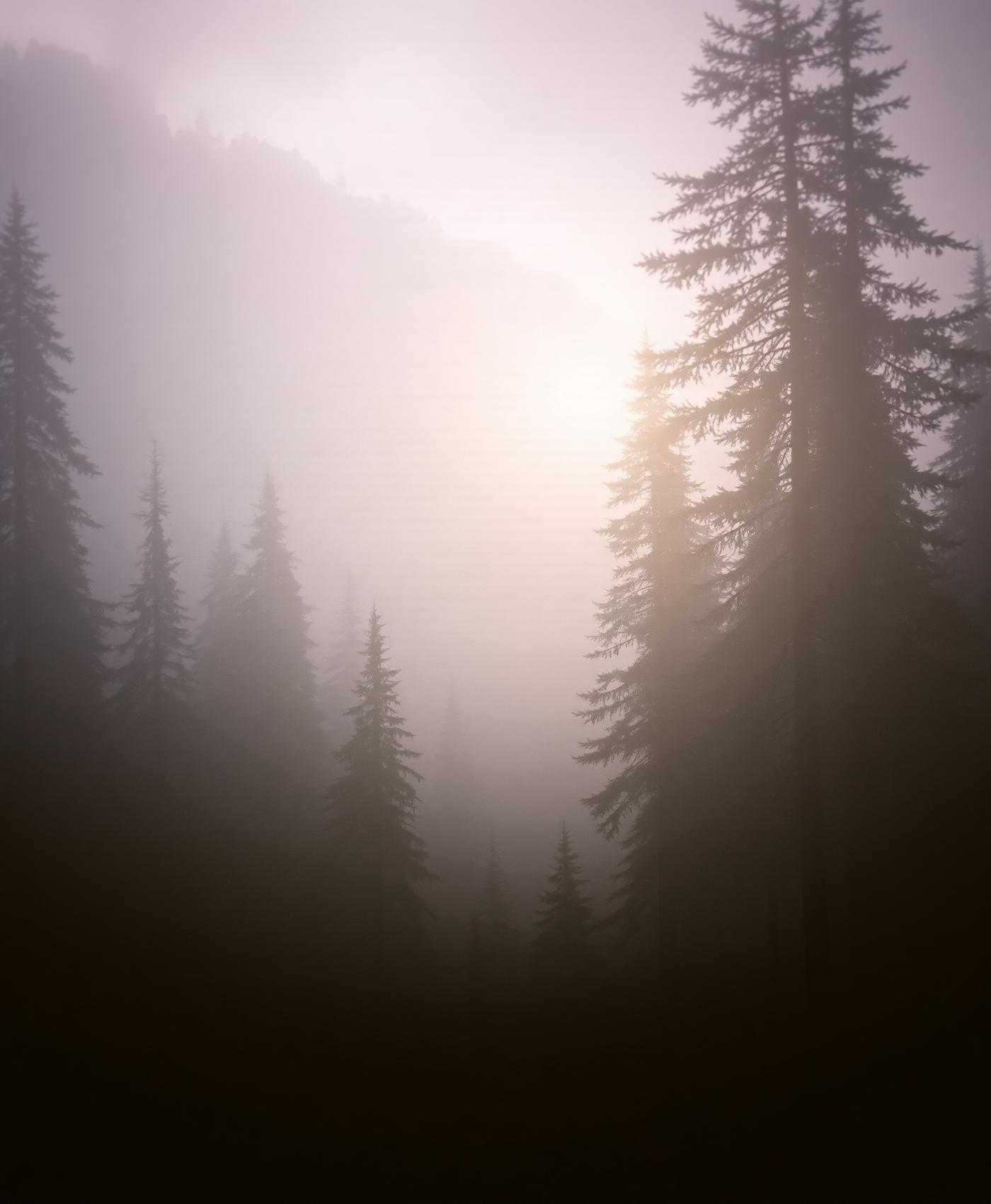 Forêt alpine à l'aube, respiration
